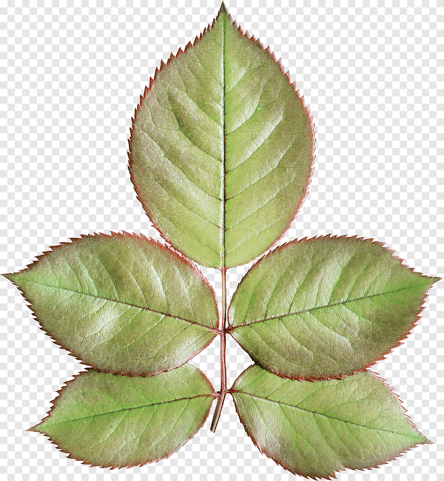 Листья розы на белом фоне