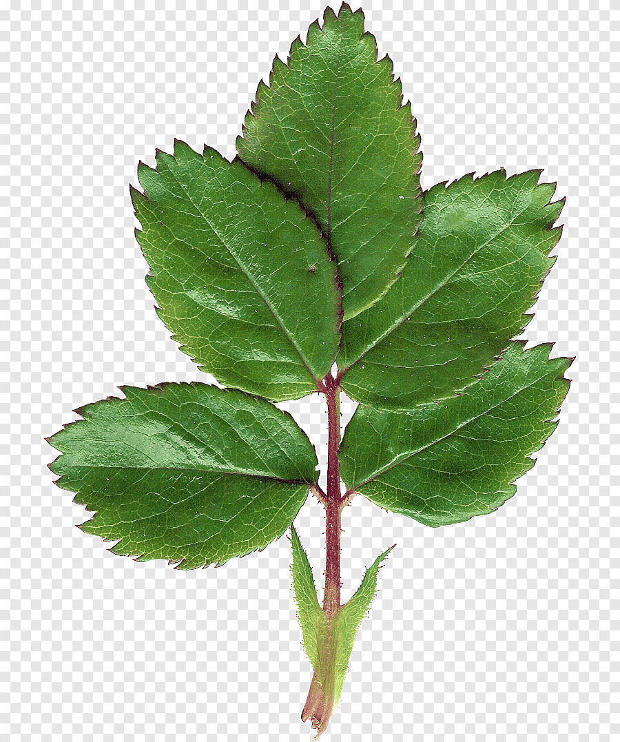 Лист яблони