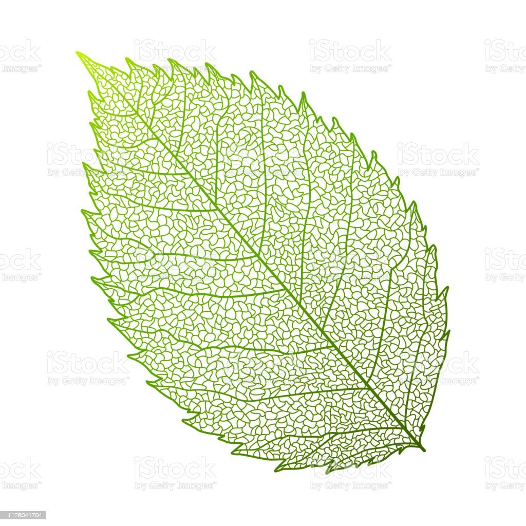 Листья розы на белом фоне