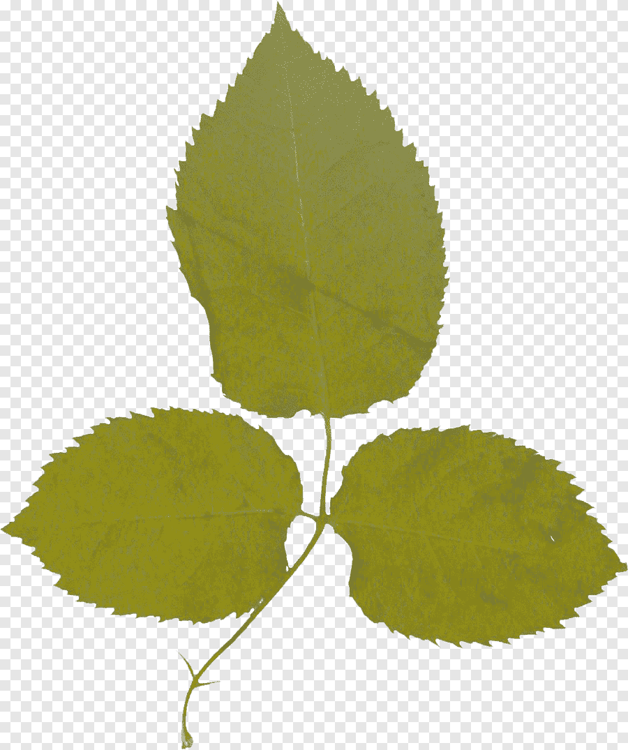 Текстура листа розы