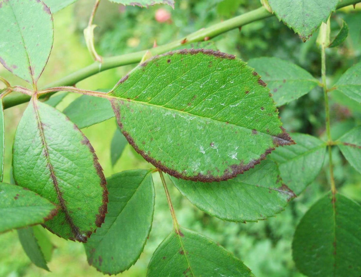 Лист розы картинка