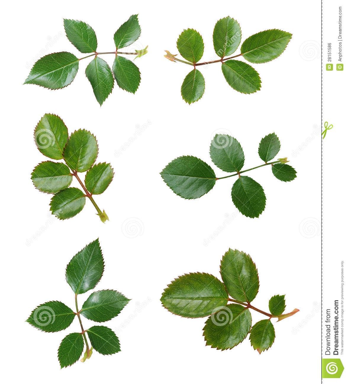 Зеленые листья розы