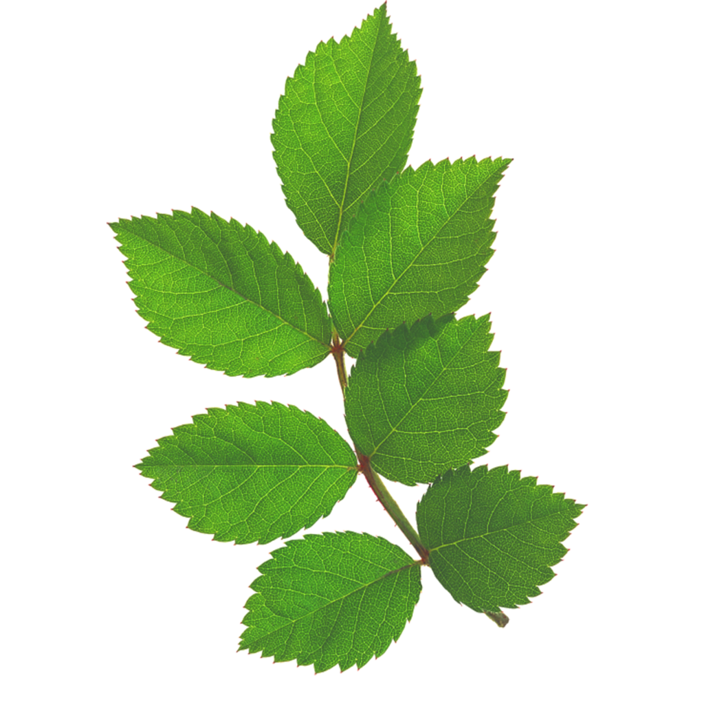 Вирус полосатости розы