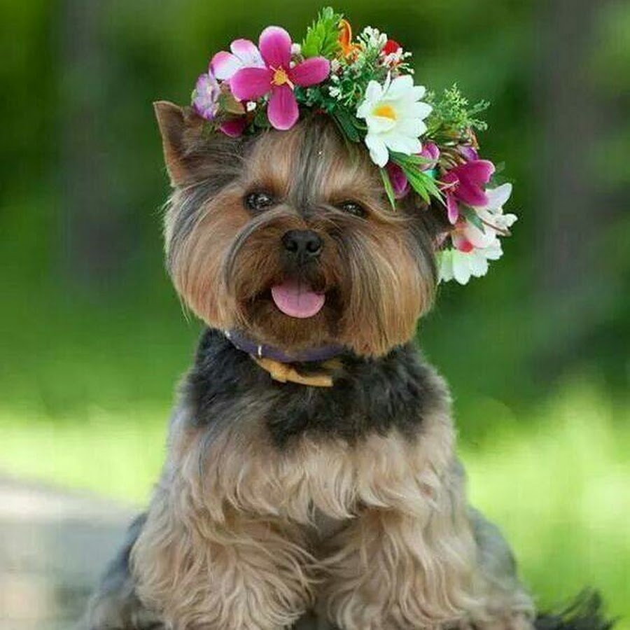 Йоркширский терьер макси