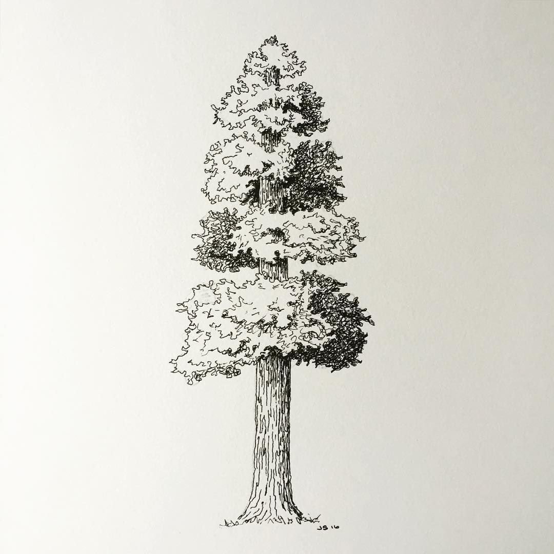 Скетч хвойные