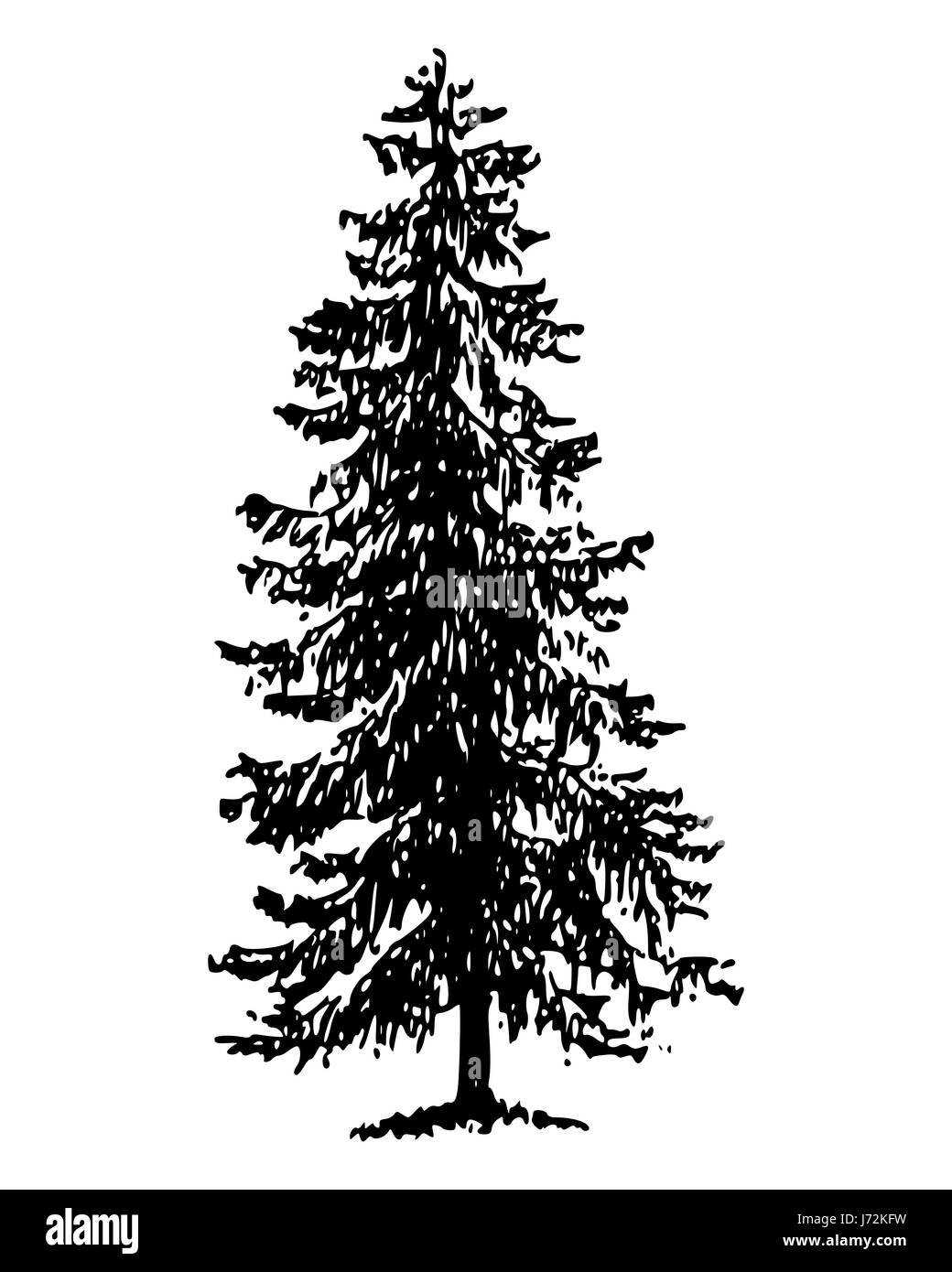 Графическое изображение ели
