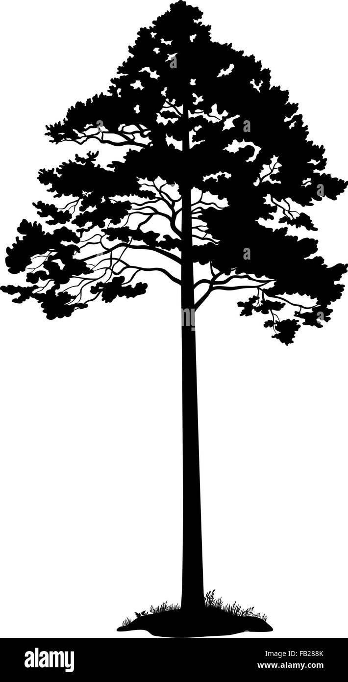 Сосна трафарет