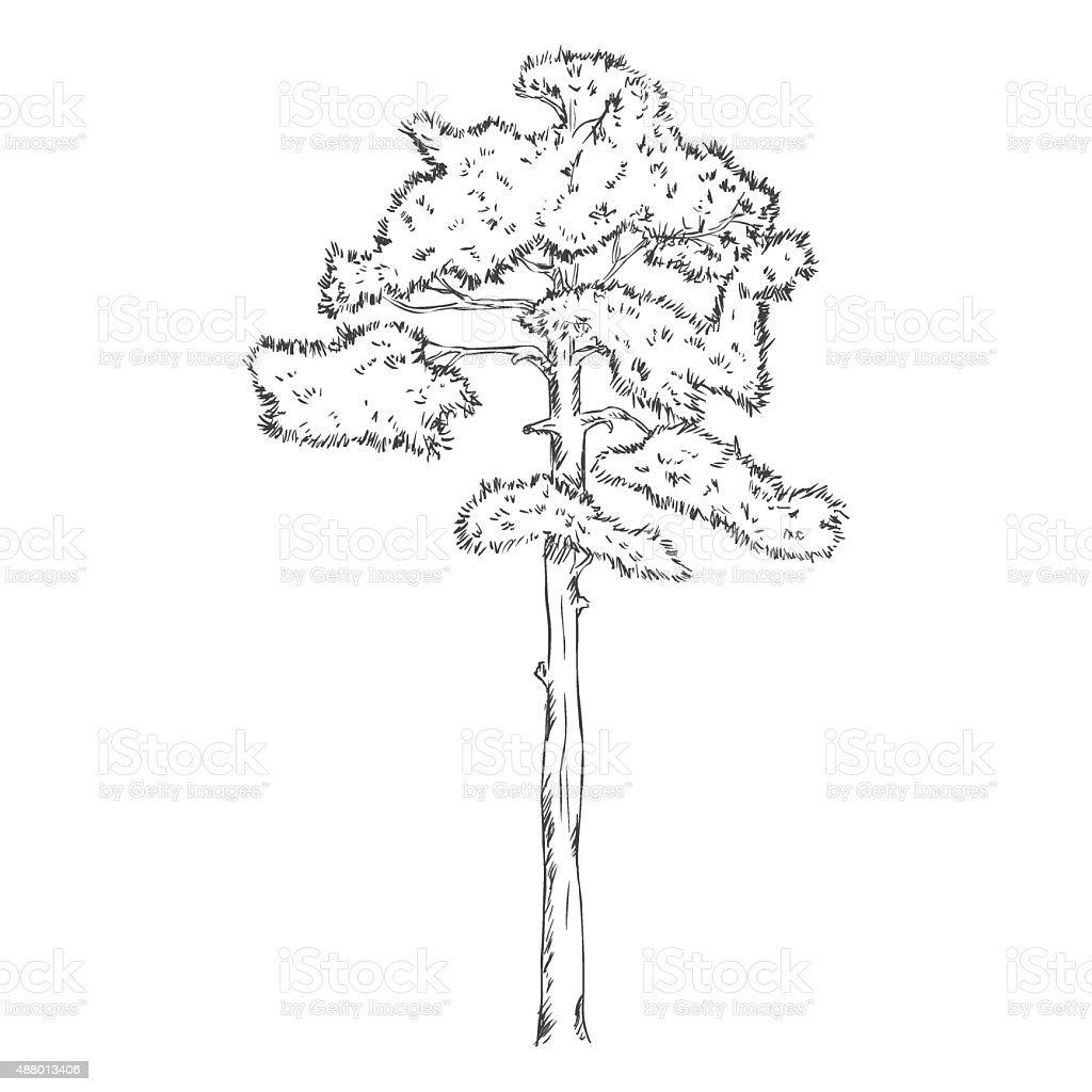 Силуэт сосны