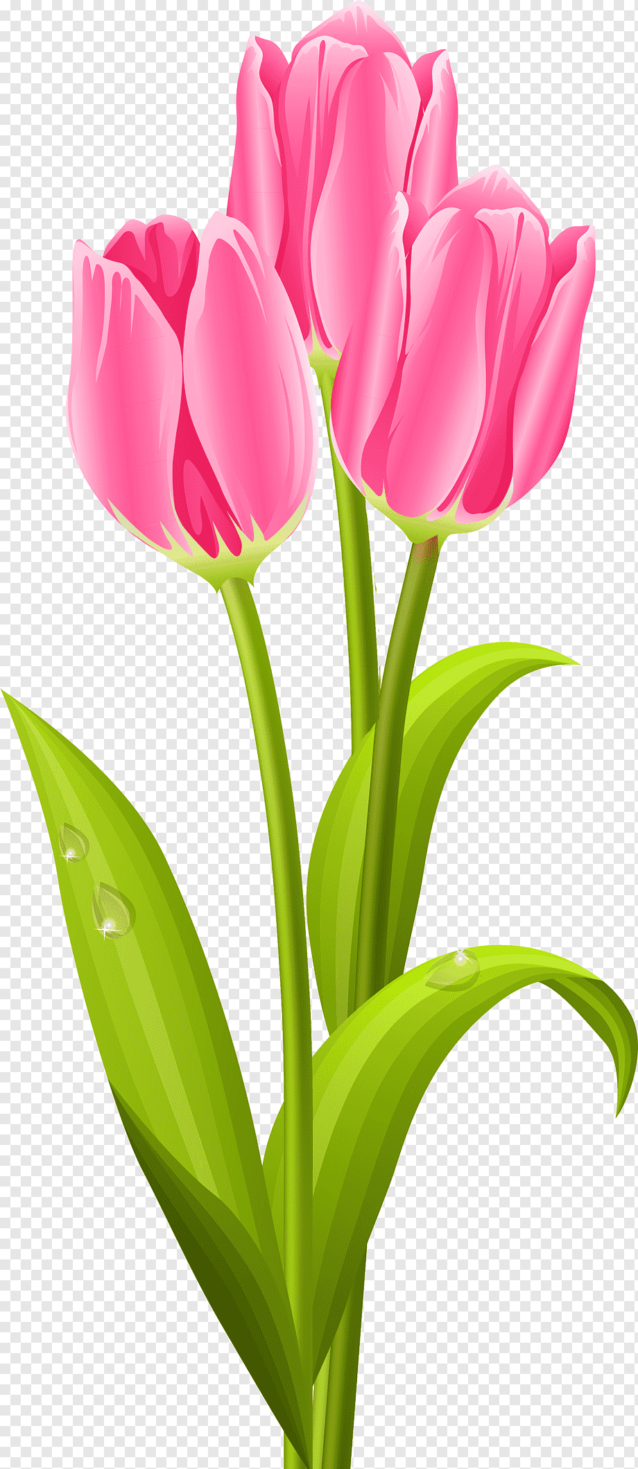 Тюльпан для детей