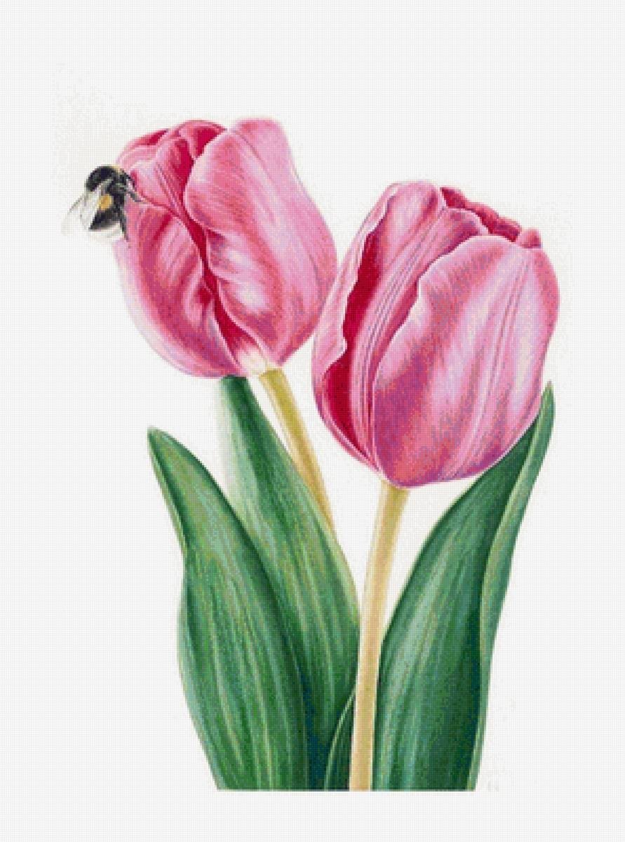 Тюльпан мультяшный