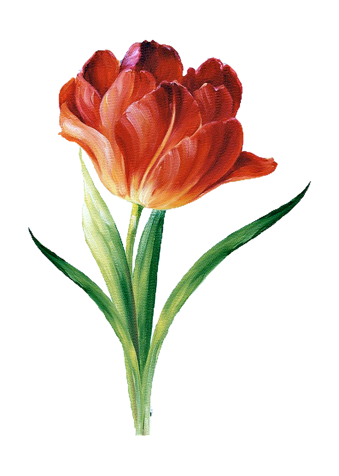 Тюльпан мультяшный