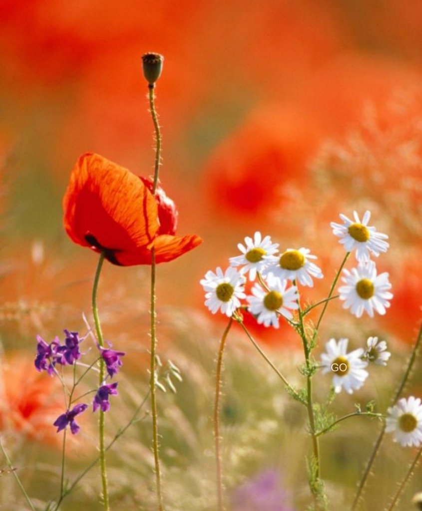 Маки и ромашки