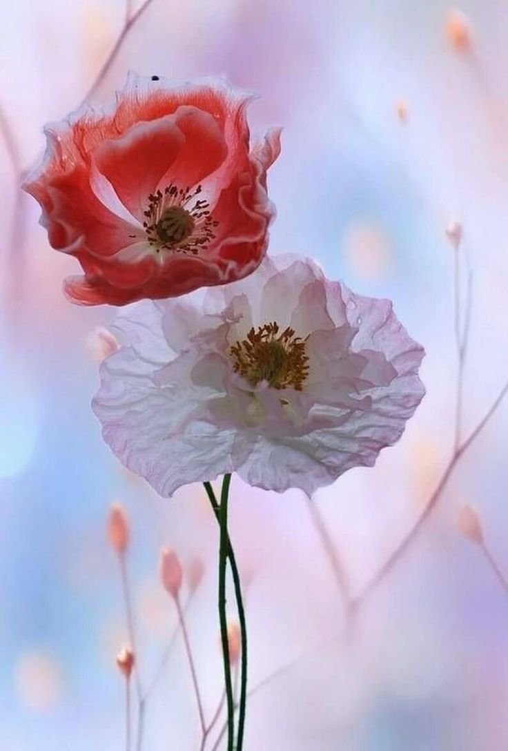 Цветок. Нежность