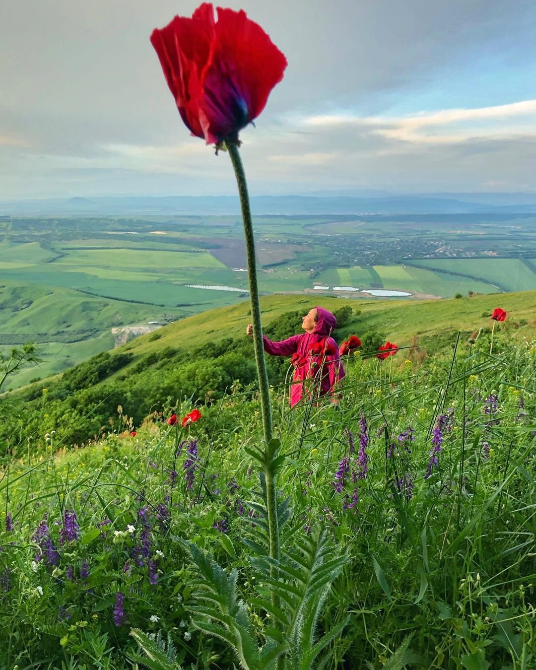 Реликтовые маки на Бештау