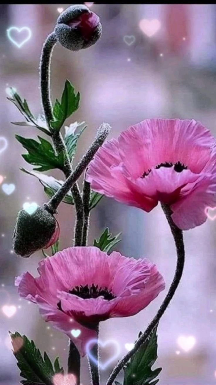 Папавер сухоцвет