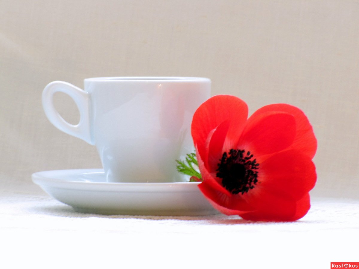 Чашка с чаем с маками