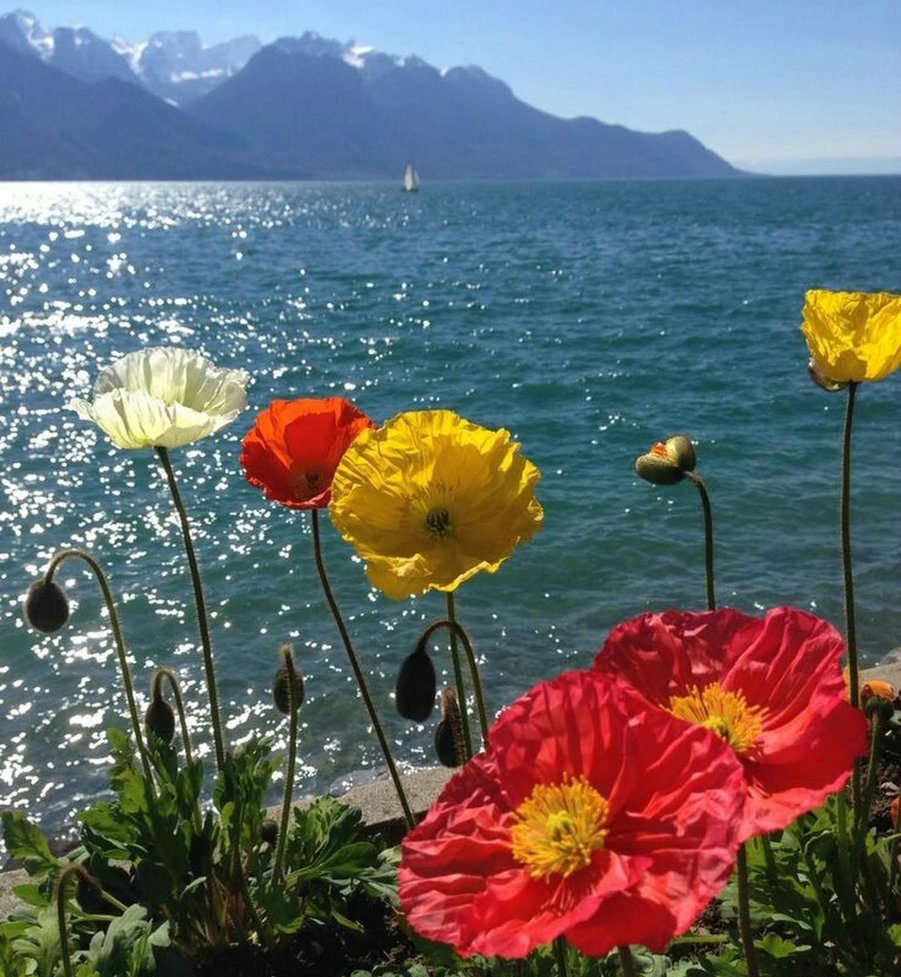 Море цветов и солнце