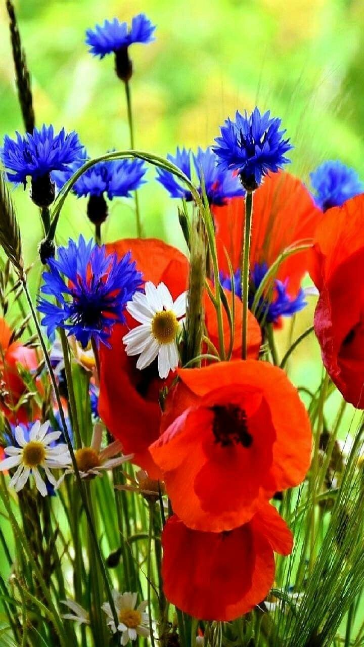 Маки васильки колоски