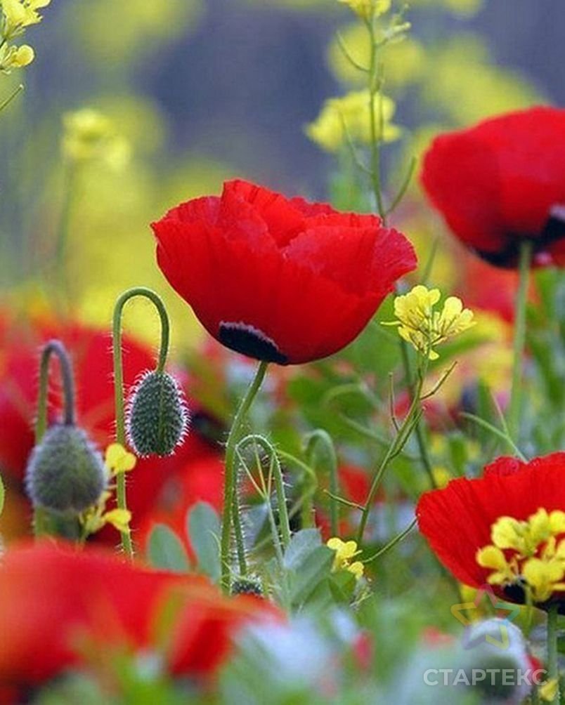 Маки анимация