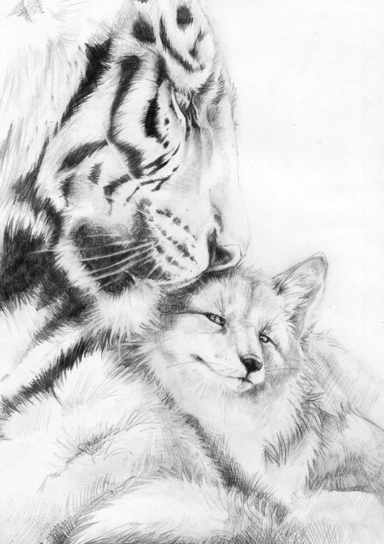 Лиса и тигр любовь