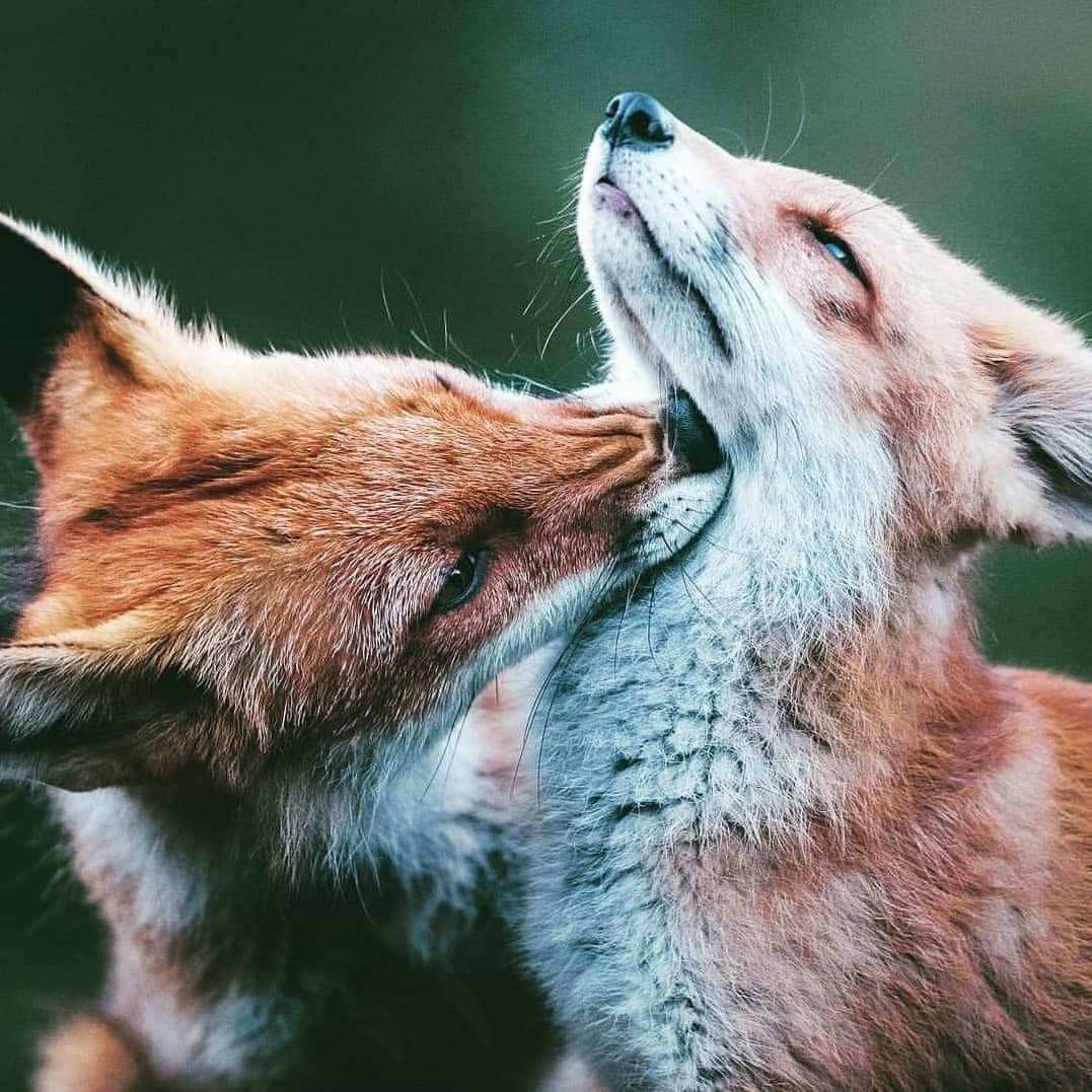 Тигр и пантера любовь