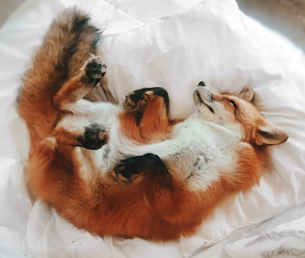 Кицунэ лиса акварель