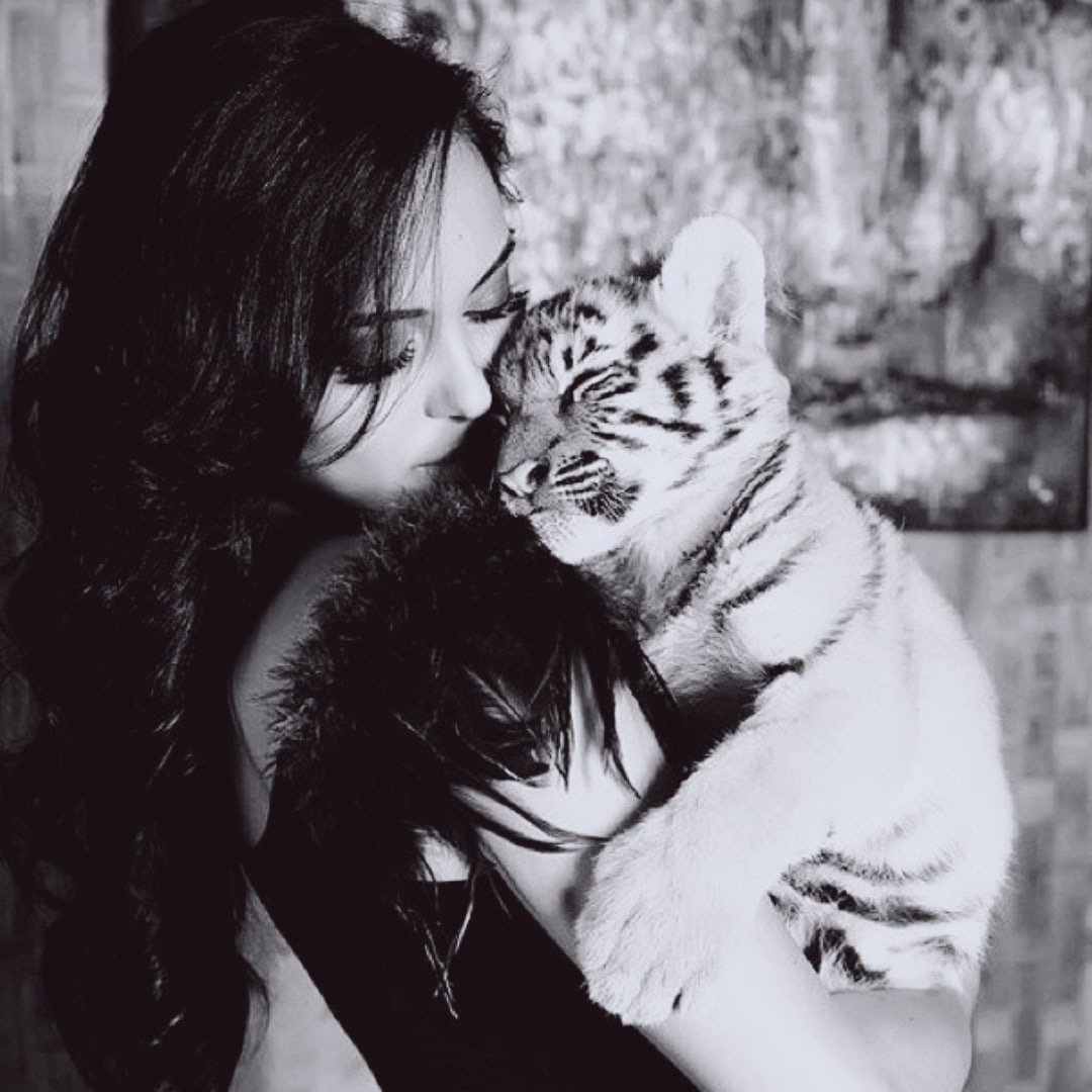 Тигр несет тигренка