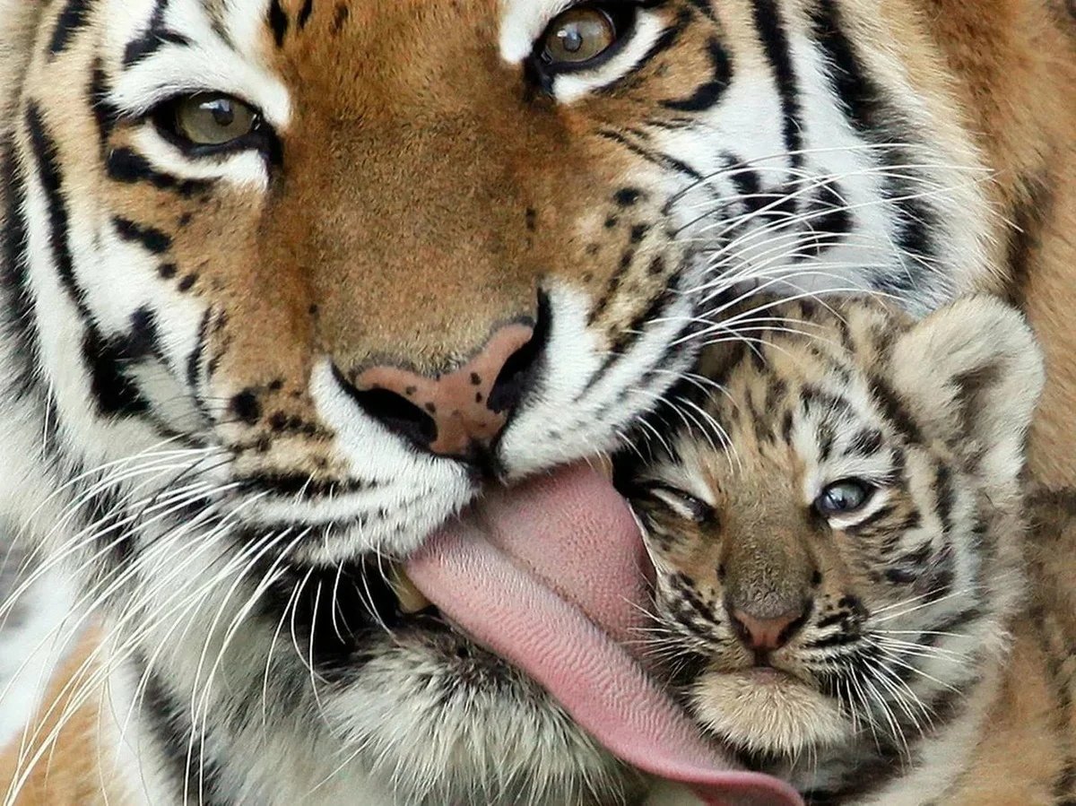 Картины Лукман реза