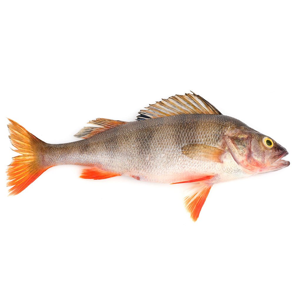 Окунь на белом фоне