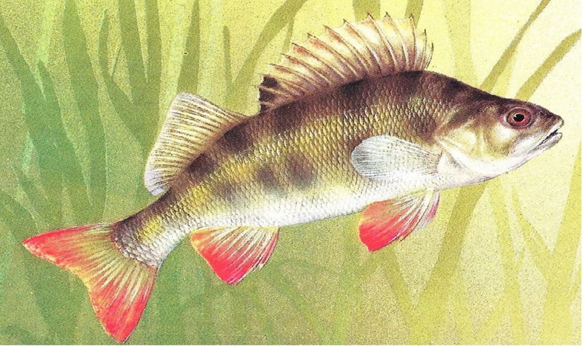 Окунь для срисовки