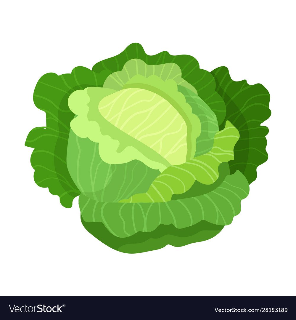 Капуста рисунок на белом фоне