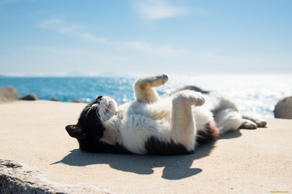 Кошка отдыхает