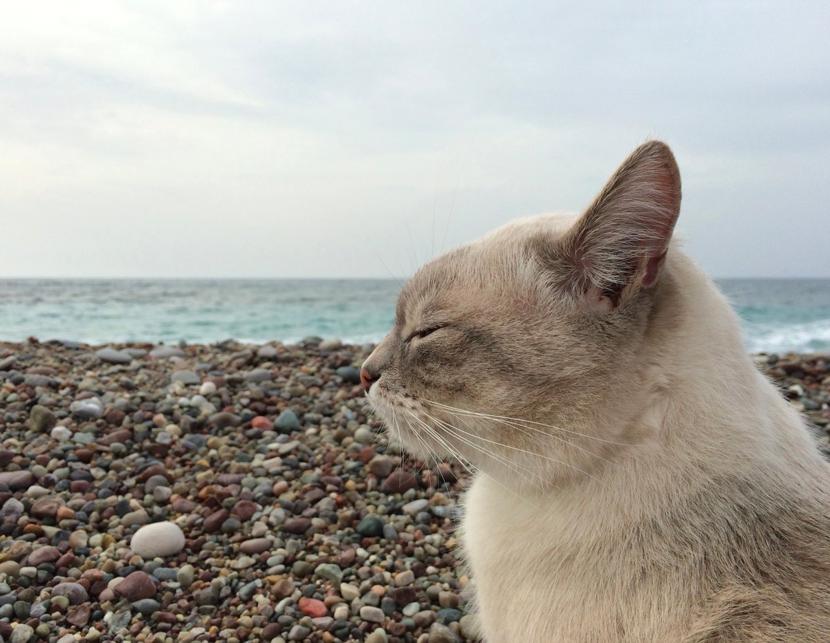 Кот на пляже