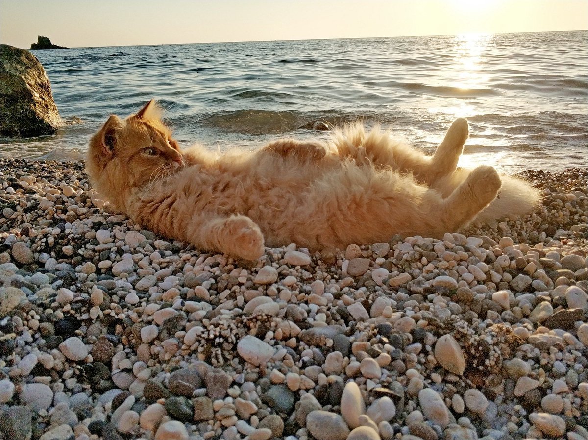 Котик на море