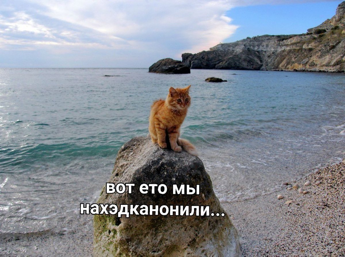 Кот отдыхает на море