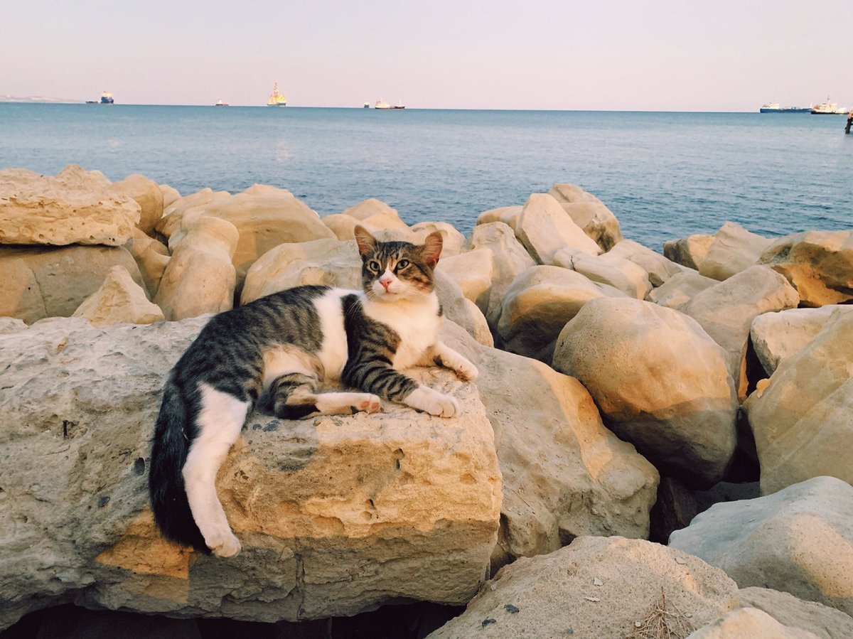 Котик в отпуске