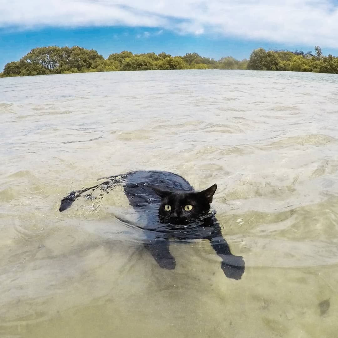 Крымские коты