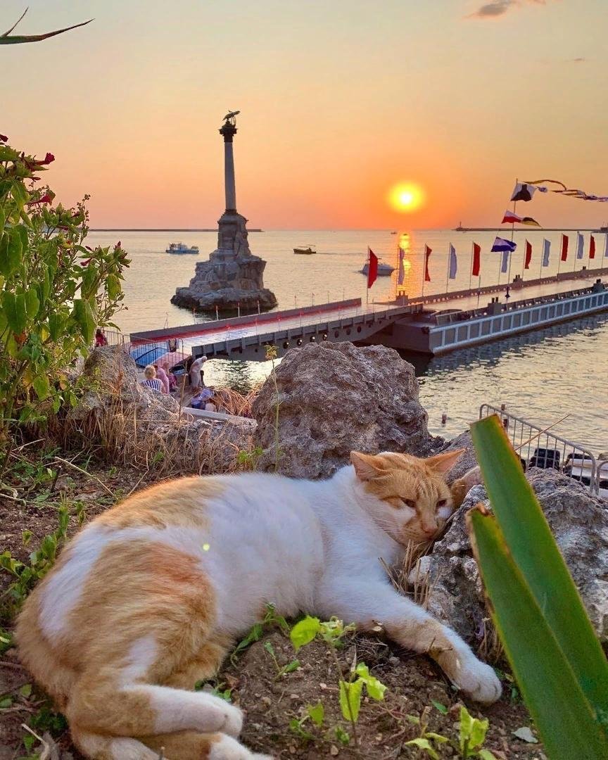 Кот на острове