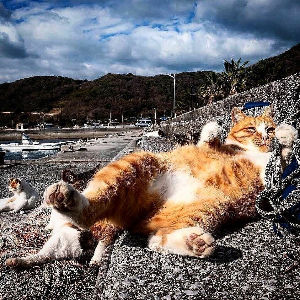 Морская кошка