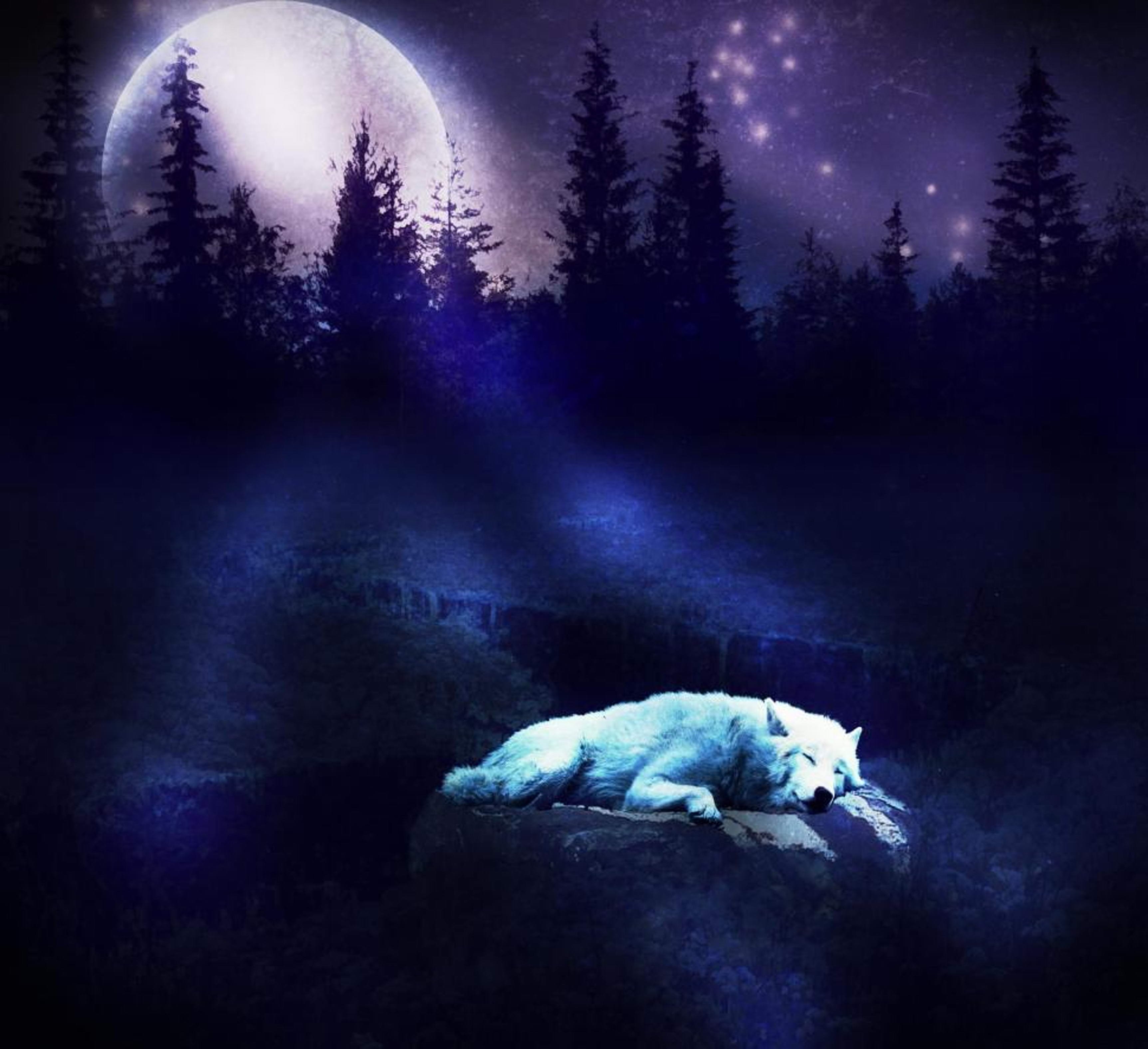 Ночь волков читать. Волк в ночи. Волк в ночном лесу. Волк в лесу ночью. Ночной лес.