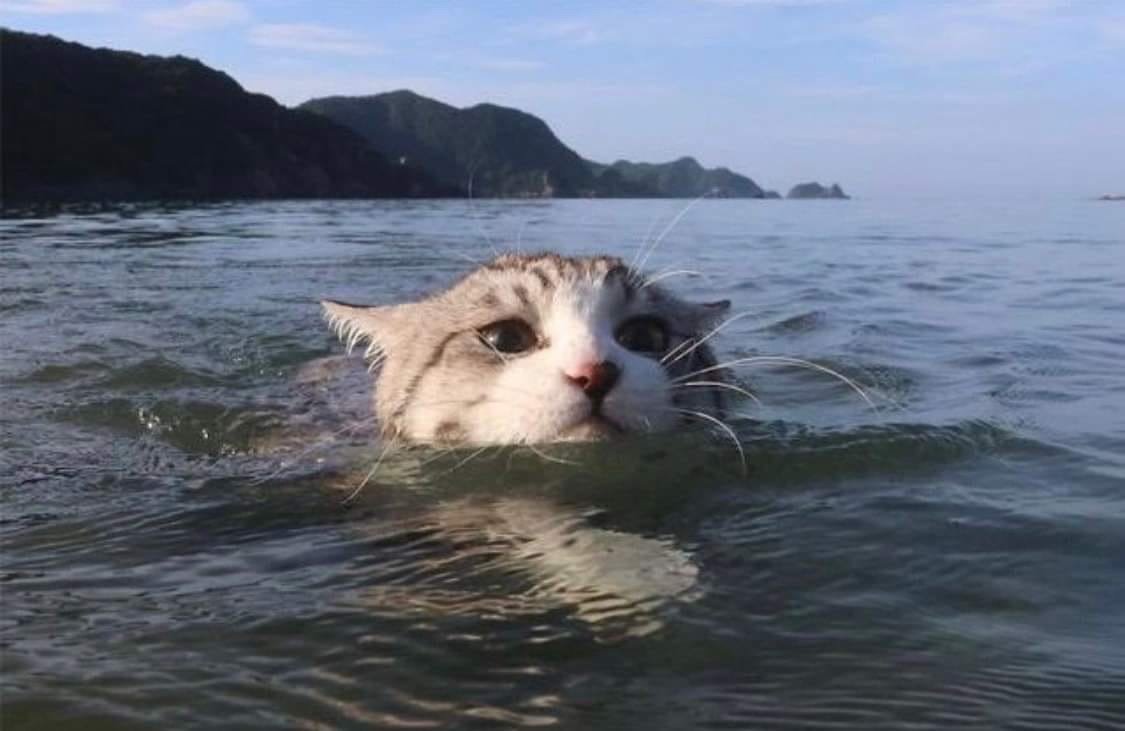 Кот на море
