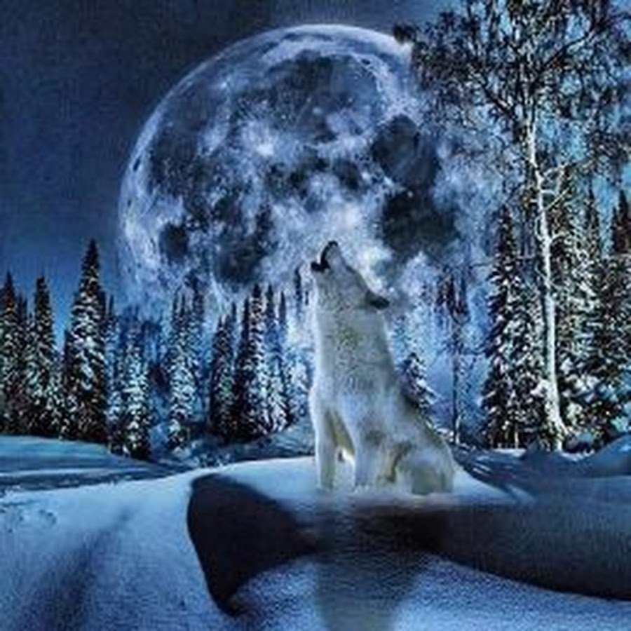 Лунная ночь зимой