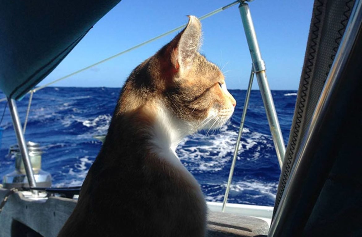 Кот фу море