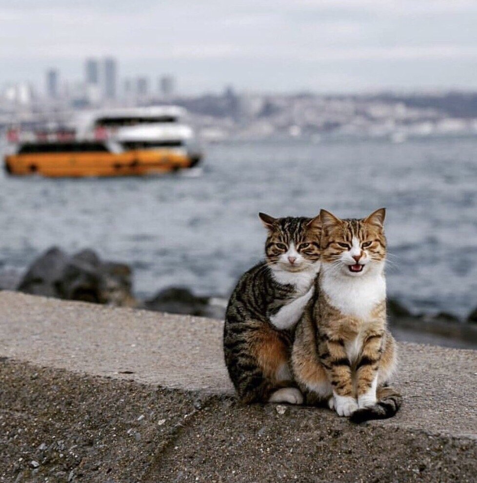 Котенок на море