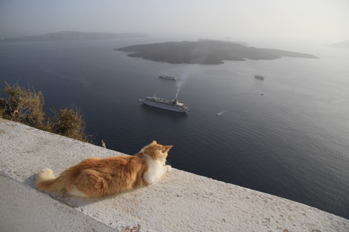 Кот плавает