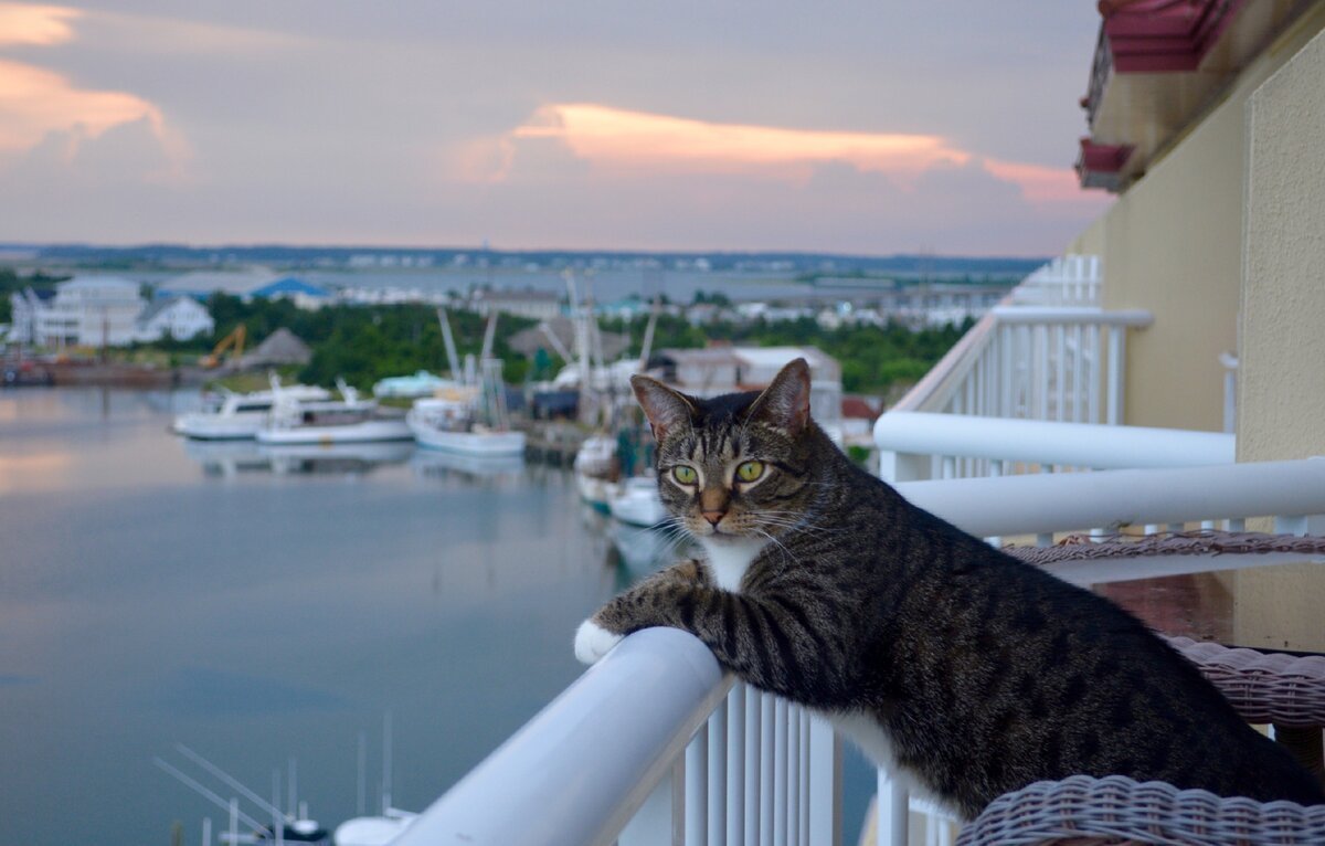 Кот на пляже