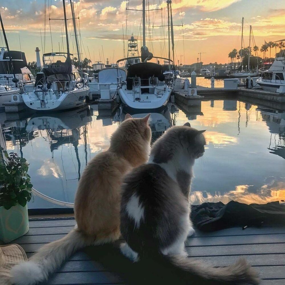 Коты в круизе