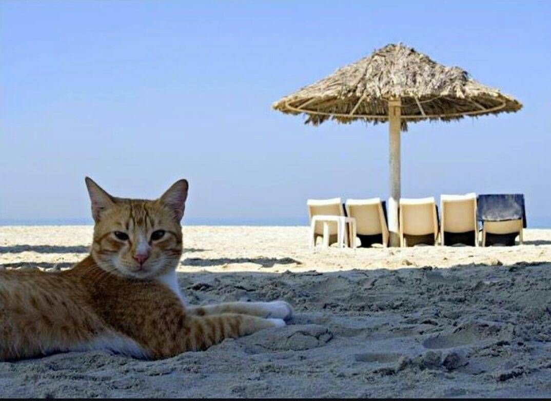 Коты Севастополь