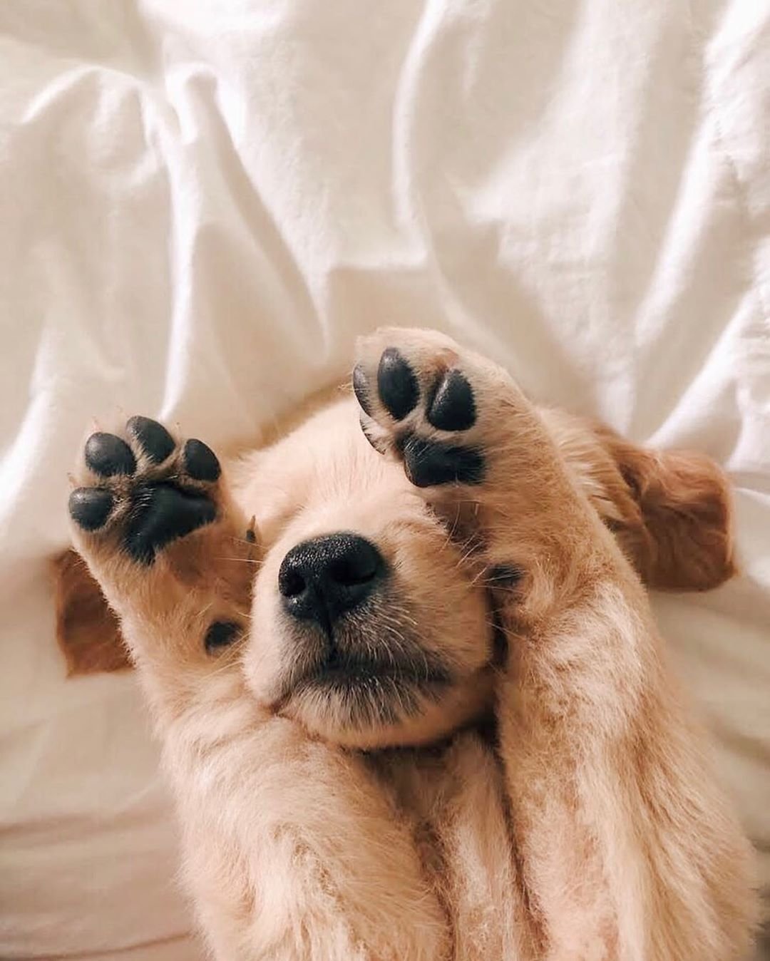 Эстетика собачек