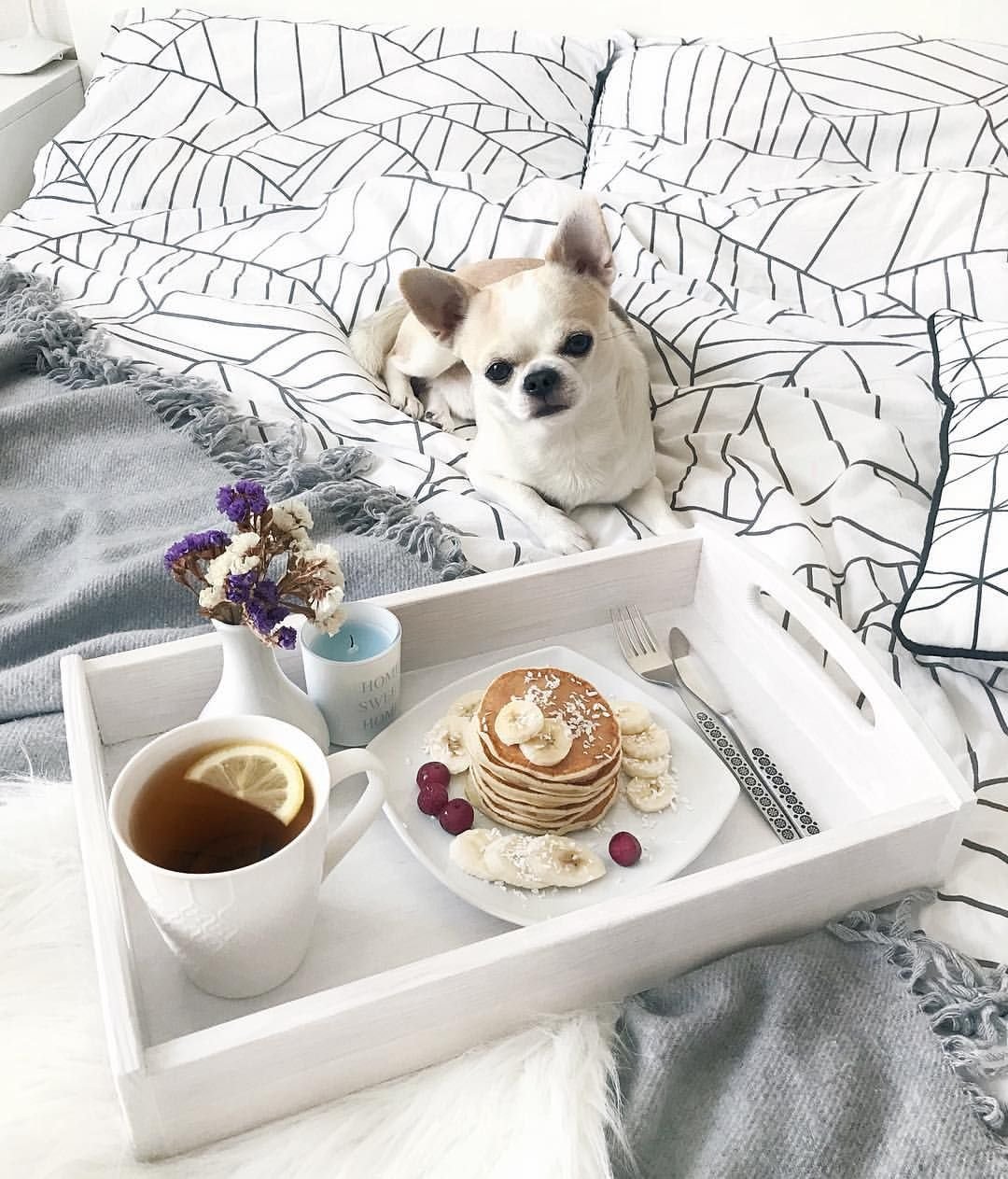 Доброе утро собаки